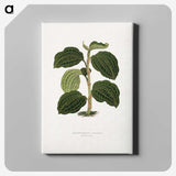 1-98_Plants-with-Colored-Foliage_canvas