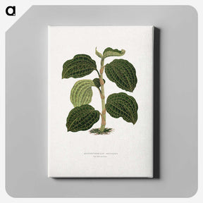 1-98_Plants-with-Colored-Foliage_canvas
