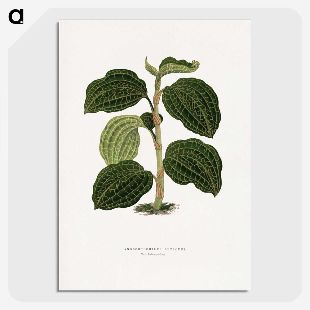 1-98_Plants-with-Colored-Foliage_picture-crop