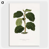 1-98_Plants-with-Colored-Foliage_picture-crop
