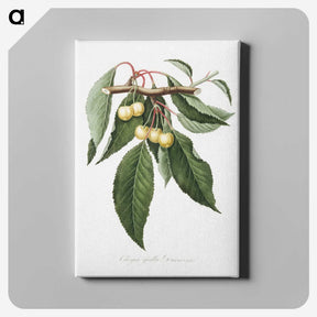 1-98_Pomona-Italiana_canvas