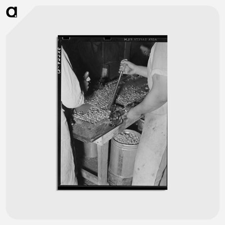 アートポストカード-Mexican Pecan Sheller
 - ラッセル リー Postcard.