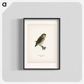 アートポスター-Glaucidium passerinum
 - スヴェンスカ フォグラル Poster.