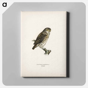 アートパネル-Glaucidium passerinum
 - スヴェンスカ フォグラル Canvas.