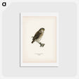 アートポストカード-Glaucidium passerinum
 - スヴェンスカ フォグラル Postcard.
