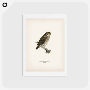 アートポストカード-Glaucidium passerinum
 - スヴェンスカ フォグラル Postcard.