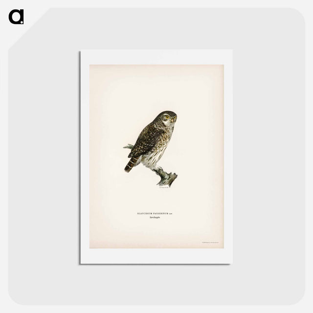 アートポストカード-Glaucidium passerinum
 - スヴェンスカ フォグラル Postcard.