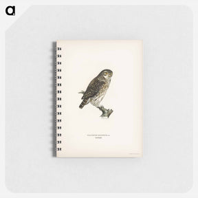 アートメモ帳-Glaucidium passerinum
 - スヴェンスカ フォグラル Memo.