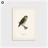 アートポストカード-Glaucidium passerinum
 - スヴェンスカ フォグラル Postcard.