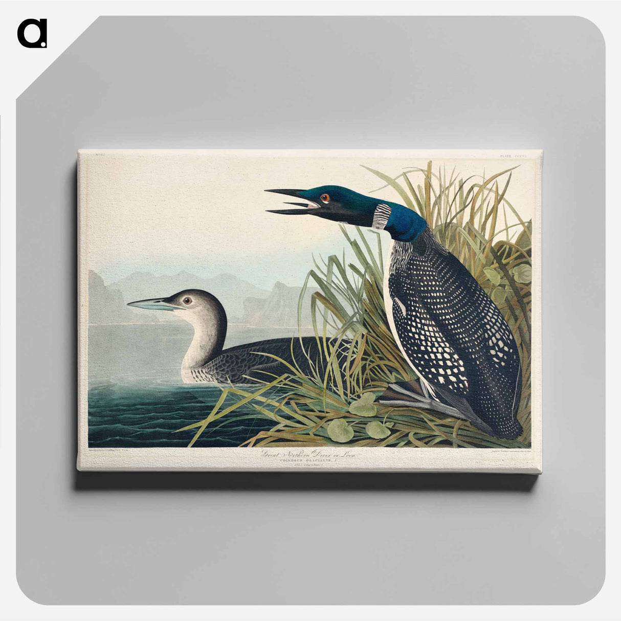 アートパネル-Great Northern Diver or Loon from Birds of America
 - アメリカの鳥たち Canvas.