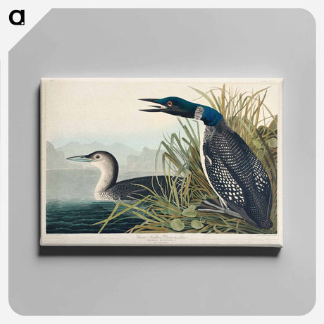 アートパネル-Great Northern Diver or Loon from Birds of America
 - アメリカの鳥たち Canvas.