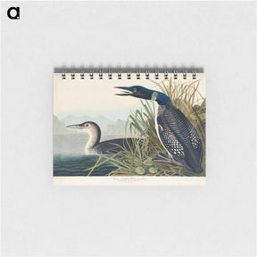 アートメモ帳-Great Northern Diver or Loon from Birds of America
 - アメリカの鳥たち Memo.