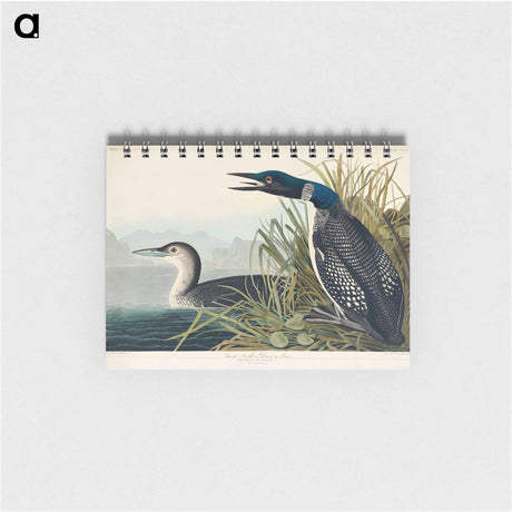 アートメモ帳-Great Northern Diver or Loon from Birds of America
 - アメリカの鳥たち Memo.