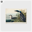 アートポストカード-Great Northern Diver or Loon from Birds of America
 - アメリカの鳥たち Postcard.