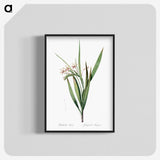 1-98_The-Lilies_blk-crop