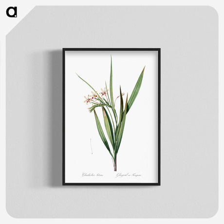 1-98_The-Lilies_blk-crop