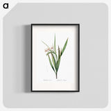 1-98_The-Lilies_blk