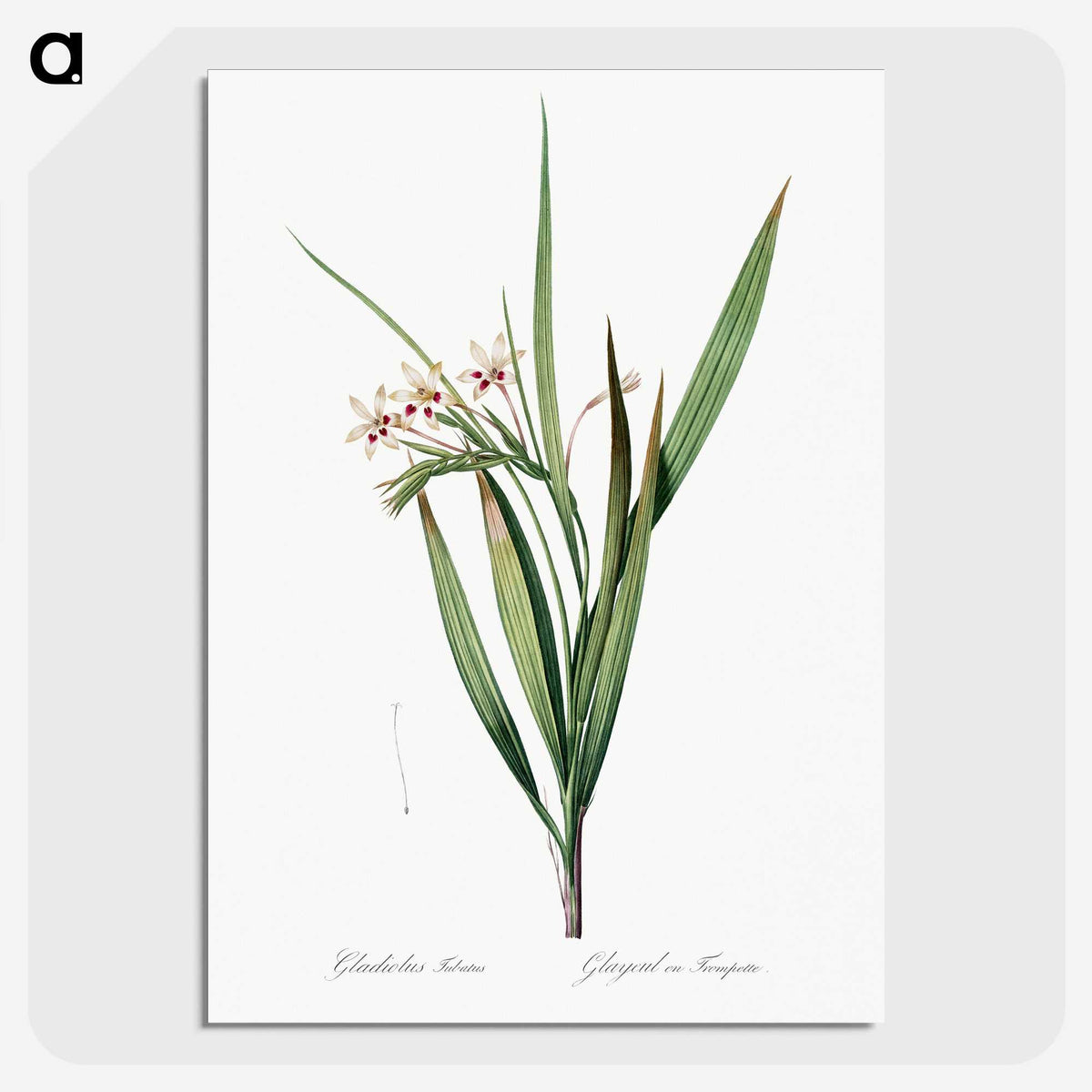 1-98_The-Lilies_picture-crop