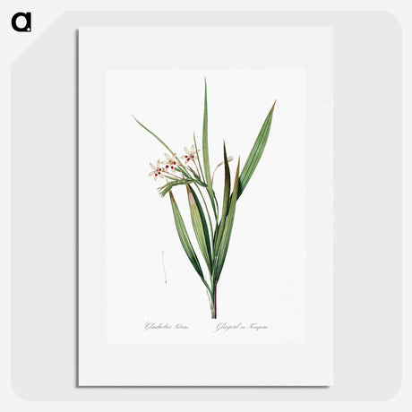 1-98_The-Lilies_picture