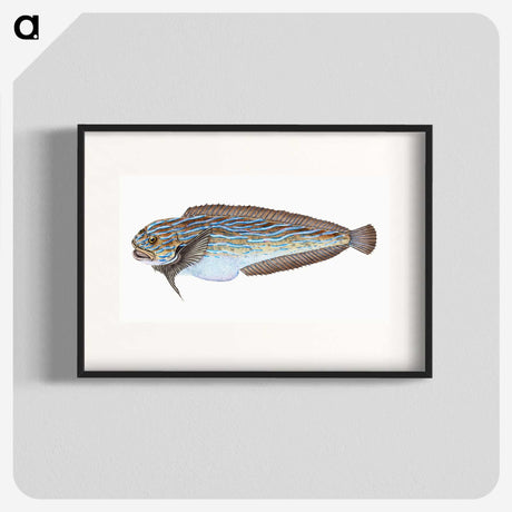 1-98_The-Natural-History-of-British-Fishes_blk