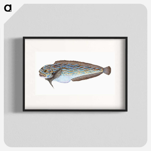 1-98_The-Natural-History-of-British-Fishes_blk