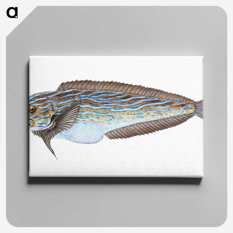 1-98_The-Natural-History-of-British-Fishes_canvas