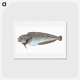 1-98_The-Natural-History-of-British-Fishes_hagaki