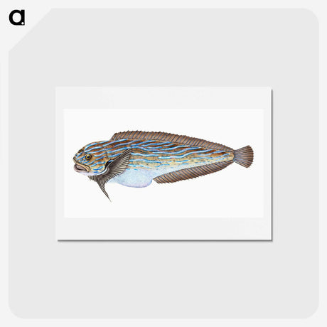 1-98_The-Natural-History-of-British-Fishes_hagaki