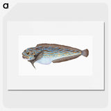 1-98_The-Natural-History-of-British-Fishes_picture