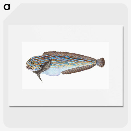 1-98_The-Natural-History-of-British-Fishes_picture