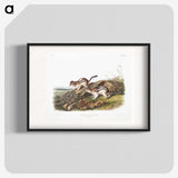 1-98_The-Viviparous-Quadrupeds_blk