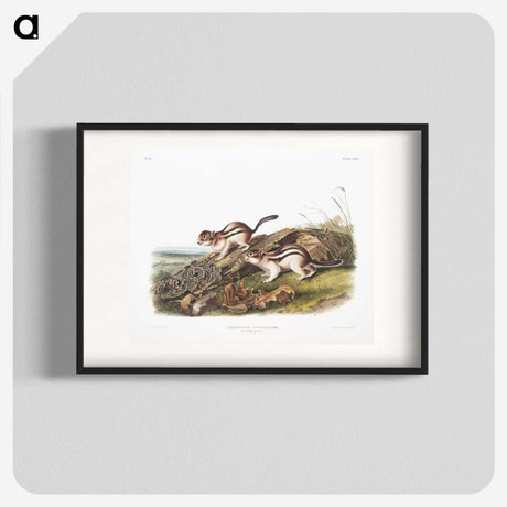 1-98_The-Viviparous-Quadrupeds_blk