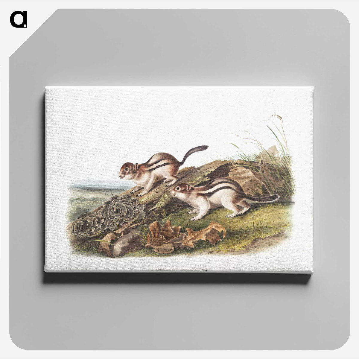 1-98_The-Viviparous-Quadrupeds_canvas