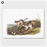 1-98_The-Viviparous-Quadrupeds_picture-crop