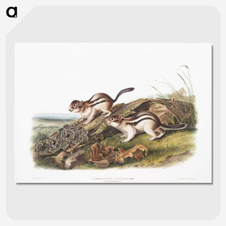1-98_The-Viviparous-Quadrupeds_picture-crop