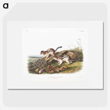 1-98_The-Viviparous-Quadrupeds_picture
