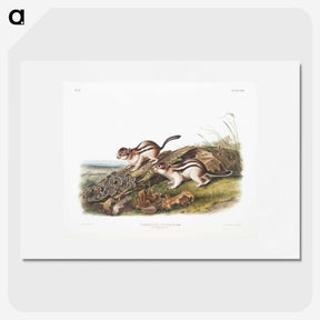 1-98_The-Viviparous-Quadrupeds_picture