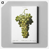 1-98_Treatise-on-Trees-and-Shrubs_canvas