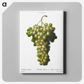 1-98_Treatise-on-Trees-and-Shrubs_canvas