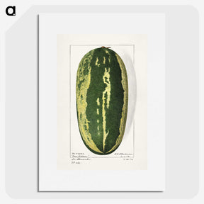 1-98_USDA-Watercolor-Fruit-Painting-Collection_picture
