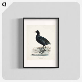 アートポスター-Eurasian coot - ヴィルヘルム フォン ライト Poster.