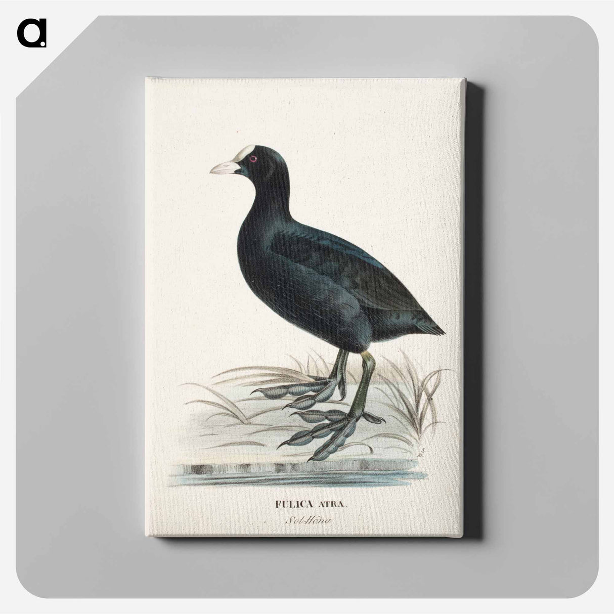 Eurasian coot - ヴィルヘルム フォン ライト Canvas.