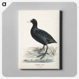 Eurasian coot - ヴィルヘルム フォン ライト Canvas.