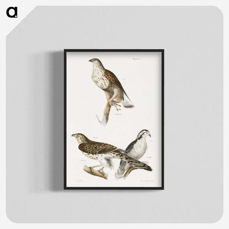 1-98_Zoology-of-New-York_blk-crop