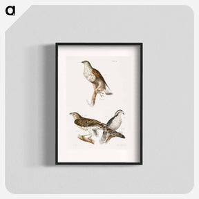 アートポスター-The Rough-legged Buzzard and The American Goshawk - ニューヨークの動物学 Poster.
