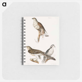 アートメモ帳-The Rough-legged Buzzard and The American Goshawk - ニューヨークの動物学 Memo.