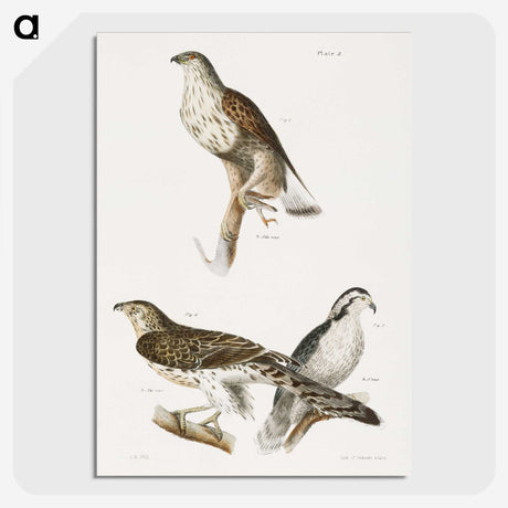 1-98_Zoology-of-New-York_picture-crop