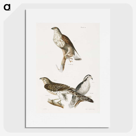 1-98_Zoology-of-New-York_picture