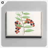1-99_Anselmus-Boetius-de-Boodt_canvas