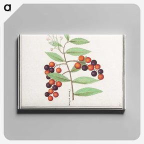 1-99_Anselmus-Boetius-de-Boodt_canvas